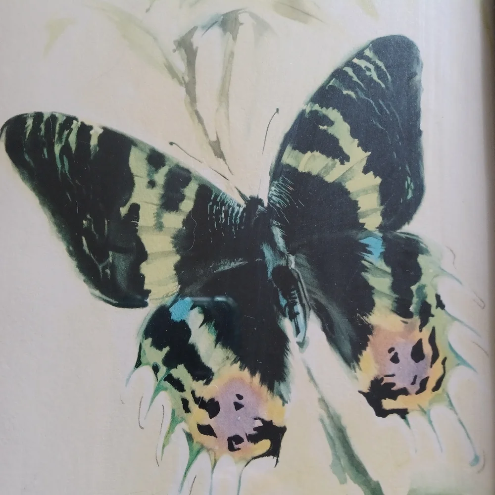 Vintage butterfly watercolor print 18.5x10.5 inches B. Ballester Litho wood